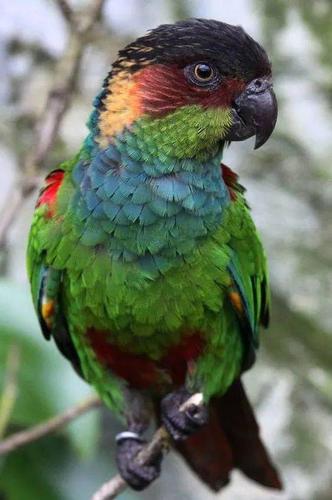 物种图册蓝喉锥尾鹦鹉