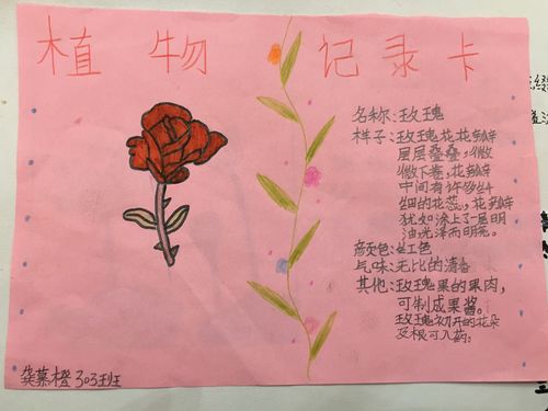 花的世界,美的海洋【小蜜蜂们的记录卡展示】