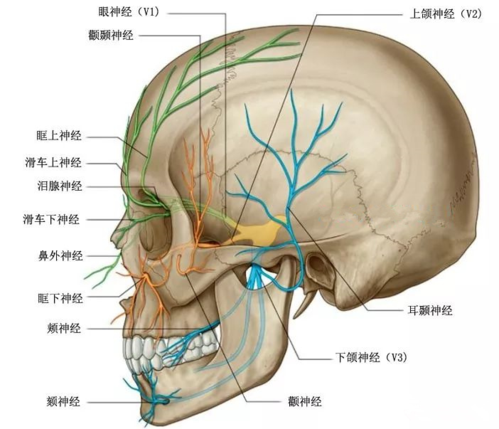 滑车下神经 滑车下神经是鼻睫神经分支.