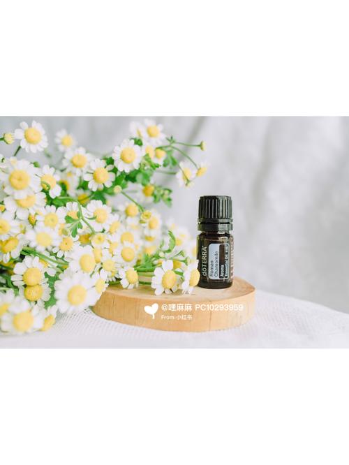 多特瑞 罗马洋甘菊精油_洋甘菊_椰子油_精油_多特瑞怎么样_婴幼儿