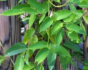 是豆科,黧豆属常绿木质藤本植物.