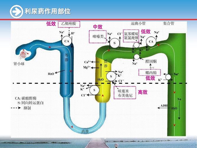 药理学完整知识 利尿药ppt