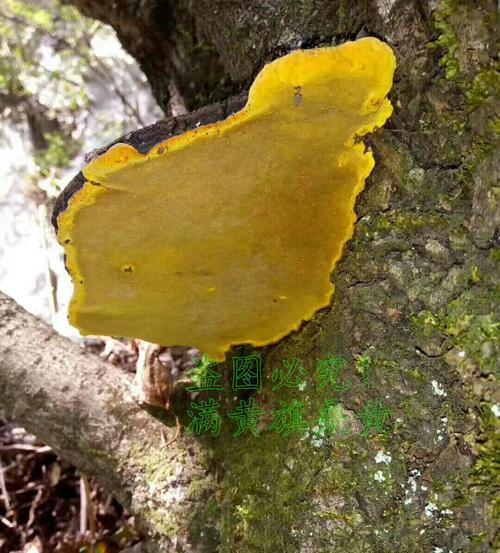 千万别吃桑黄,否则你会后悔!