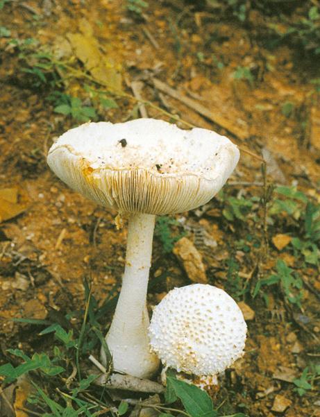锥鳞白鹅膏菌