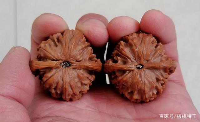 100种文玩核桃品种分享之84:凤凰台狮子头