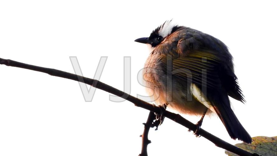 好听的鸟叫声,白头鹎白头翁叫声_1920x1080_高清视频