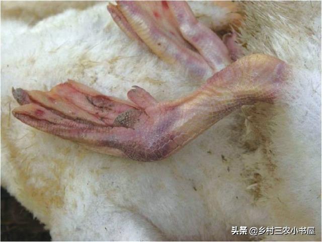 鸭鹅传染病防治,禽流感的症状与防治