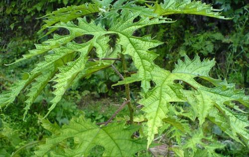 大山包保护区植物大蝎子草