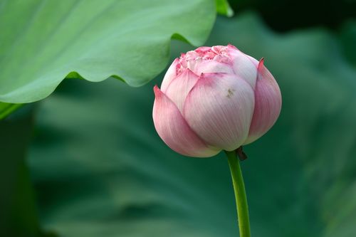 小荷