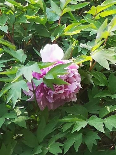 初放的牡丹,虽没有"瑶黄魏紫,昆山白"却也养眼!