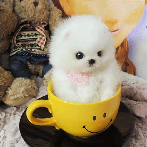 茶杯犬多少钱一只(茶杯犬能活多久)