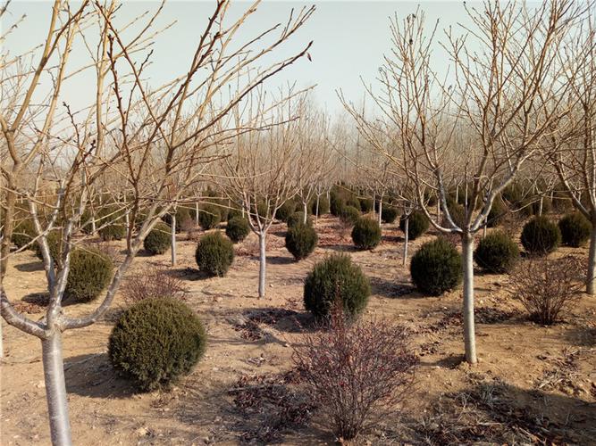 名称:大连市金州华家恒泰苗圃