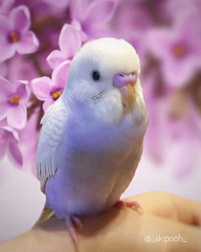 想要「薰衣草还是芋头」口味?「粉紫小鹦鹉们」专门卖萌:展翅更仙!