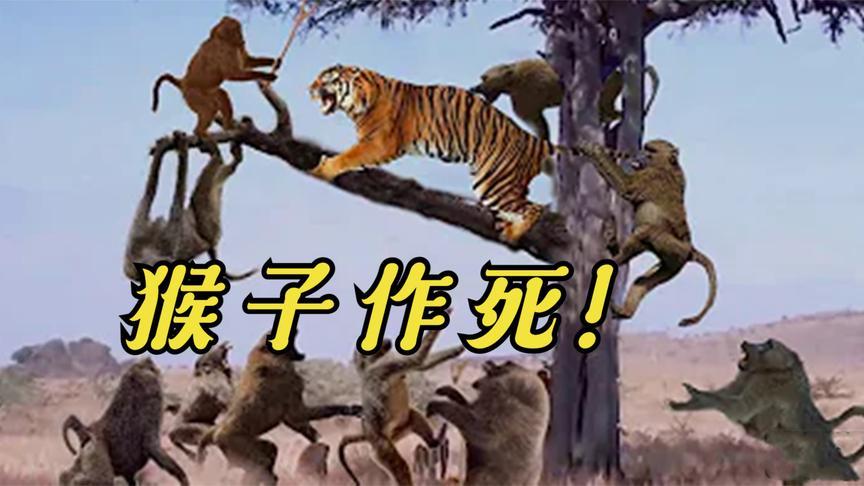 猴子戏弄老虎,气得老虎直接上树抓捕,智力在绝对力量前不堪一击