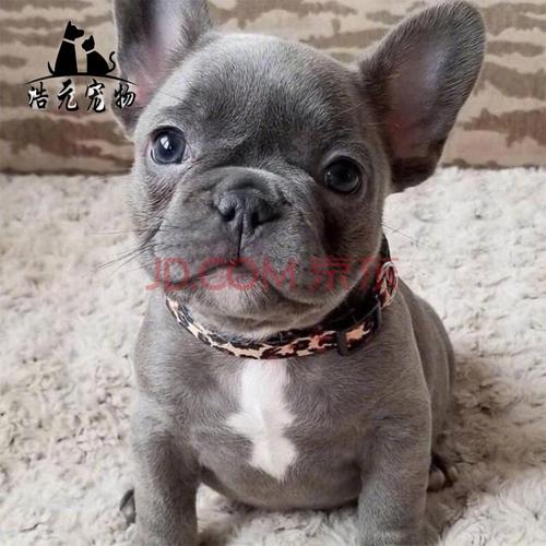 法斗幼犬纯种法国斗牛犬幼体蓝牛法斗奶油斗牛犬短毛小型犬宠物狗