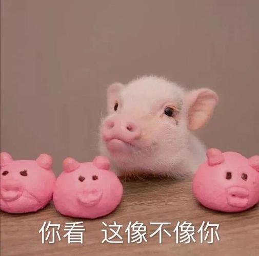 表情包|这样聊天的女生太可爱了