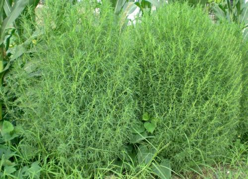 地肤草的栽培与应用