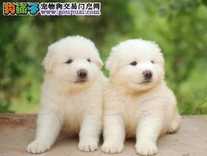 热销多只优秀的纯种贵阳大白熊终身质保终身护养指导