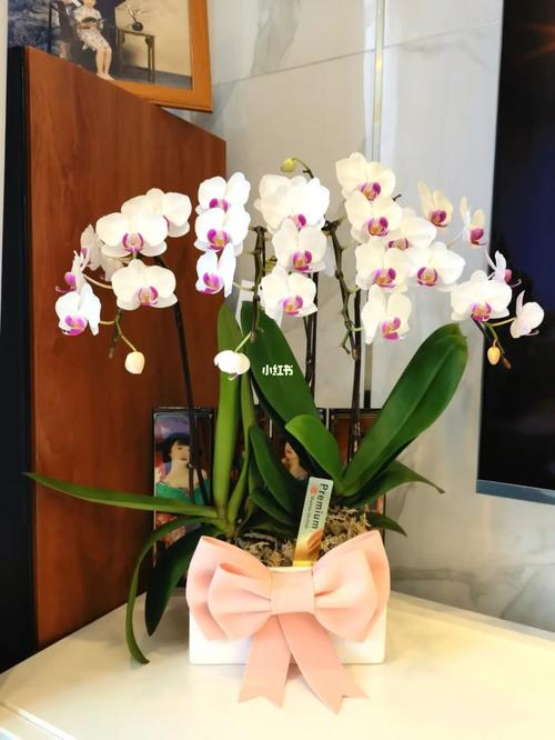 日本蝴蝶兰_蝴蝶兰_日本_家居家装_家居装饰_花艺