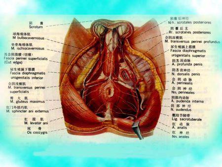 坐骨直肠窝脓肿的病因