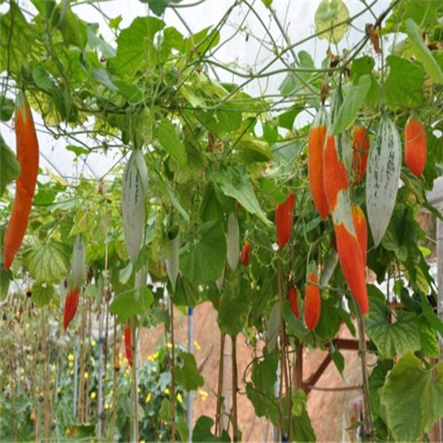 爬藤瓜果变色瓜种子 观赏食用 金芒果 结果量大 老鼠瓜种子四季