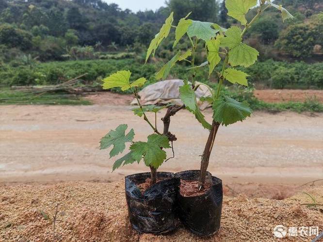 葡萄盆栽葡萄树苖特大巨峰葡萄苗爬藤阳光玫瑰葡萄树苗北南方种植果树