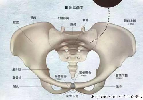 如何保持骨盆中立位假翘臀的防治