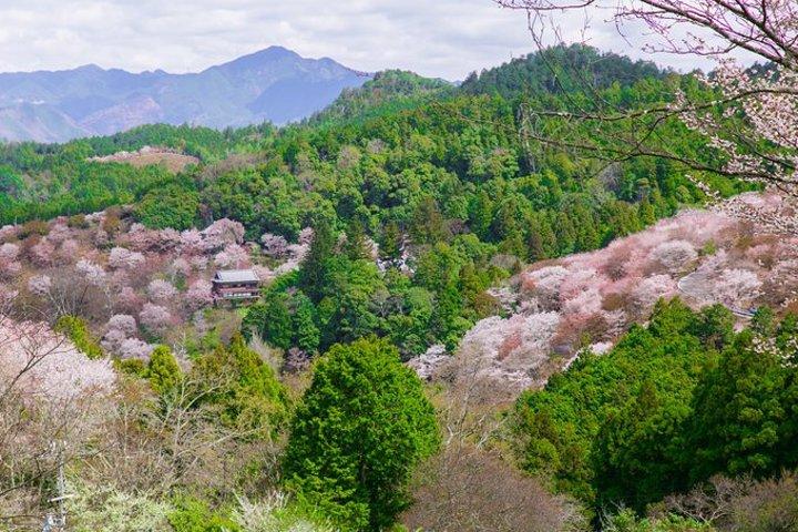 萌萌哒的小鹿是我的心头好,吉野山万株樱花盛放的美景也让我期待.