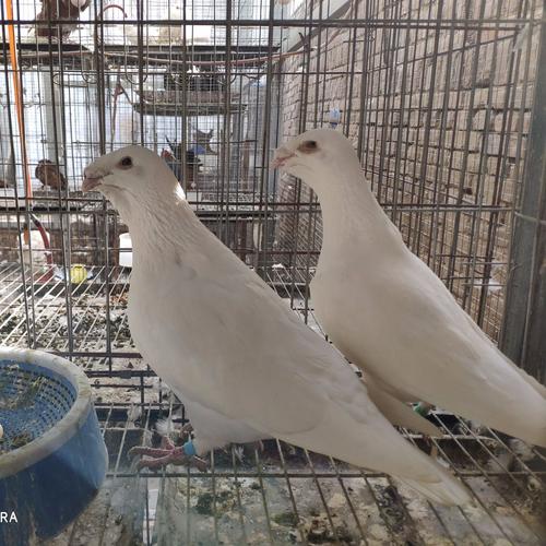 新疆白色马头鸽黑色俄罗斯鸽头型鸽图片马头鸽批发价格