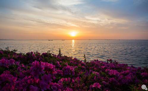 《日出江花红胜火》