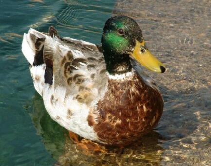 【曝光】虞城县金定鸭哪家好