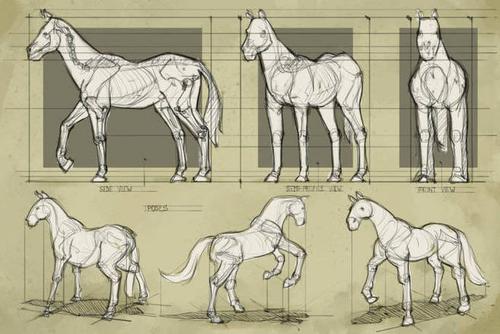 色彩# 马的结构,想画的同学看过来!