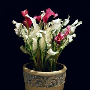 彩色马蹄莲盆栽带花