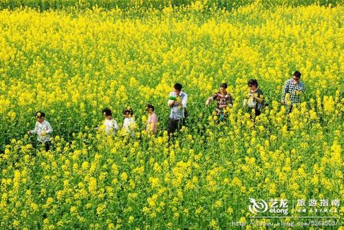【四川】成都崇州,油菜花也有春天, 行走的强子旅游