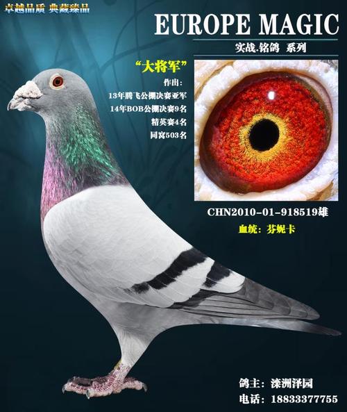 芬妮卡_滦洲泽园_ ag188.com爱鸽商城_中国信鸽信息网