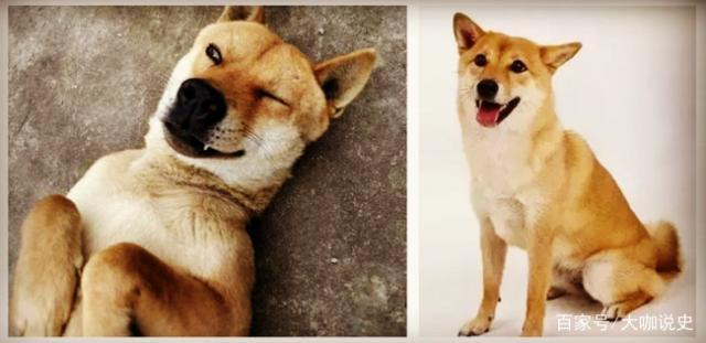 俗语"男怕孤,女怕寡,狼怕托,狗怕蹲"是何意思?大多数人不知