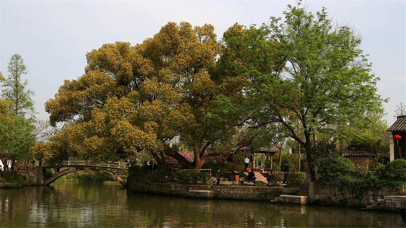 西溪国家湿地公园高清桌面壁纸