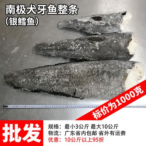 宝宝辅食小块新西兰深海鳕鱼犬牙鱼独立小包装 法国银鳕鱼南极犬牙鱼