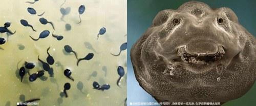 在电子显微镜的帮助下,他得以捕捉到肉眼通常无法看到的细节特征.