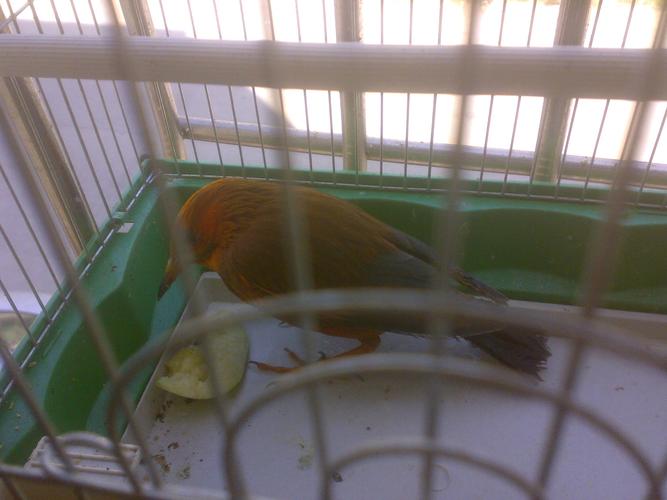 尖嘴红头绿身黑尾.