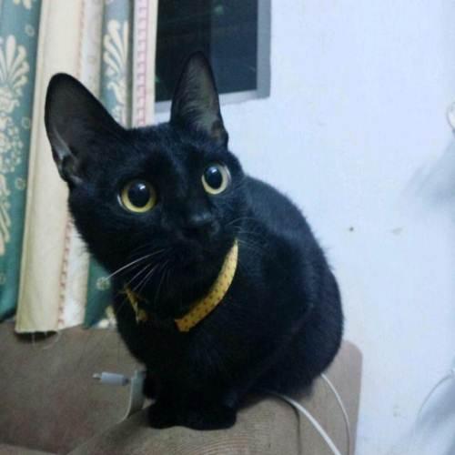 中华纯正玄猫