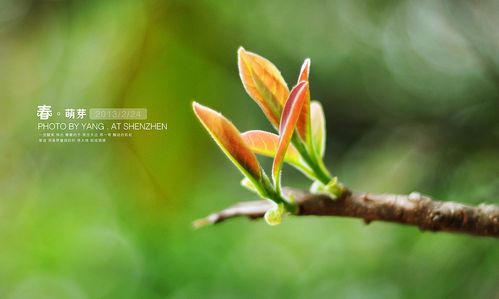 春·萌芽