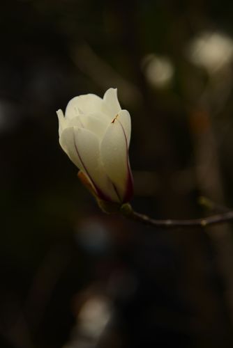 美美的玉兰花,拍摄地点:碑林公园,珠琳公园,墨艺苑.