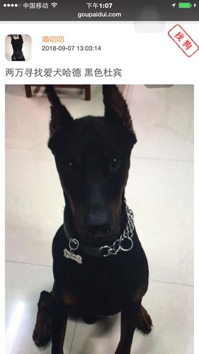 3万寻爱犬哈德 黑色杜宾