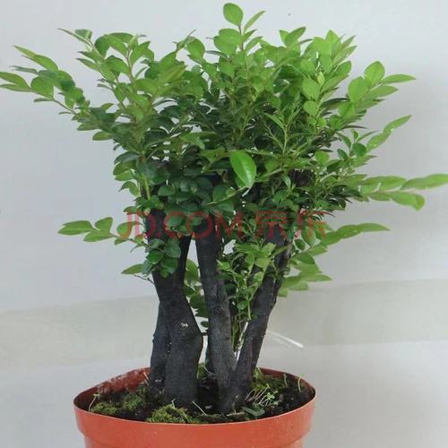 小叶紫檀盆景树桩客厅桌面小植物树苗四季常青 绿植室内 净化空气