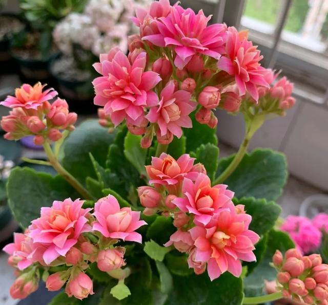 太阳花图片_100个长寿花品种,40种单瓣60个重瓣,图名并茂,值得收藏