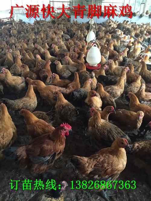 长年供应快大型青脚麻鸡苗-肉鸡交易网