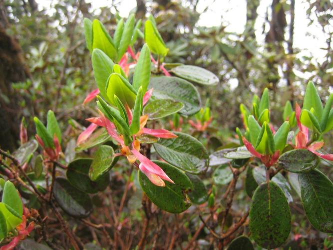  p>蜜腺杜鹃(学名: i>rhododendron populare  /i> cowan): a target=