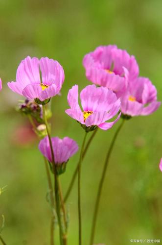 波斯菊,扫帚梅,格桑花,你能想象他们原来是一种花吗