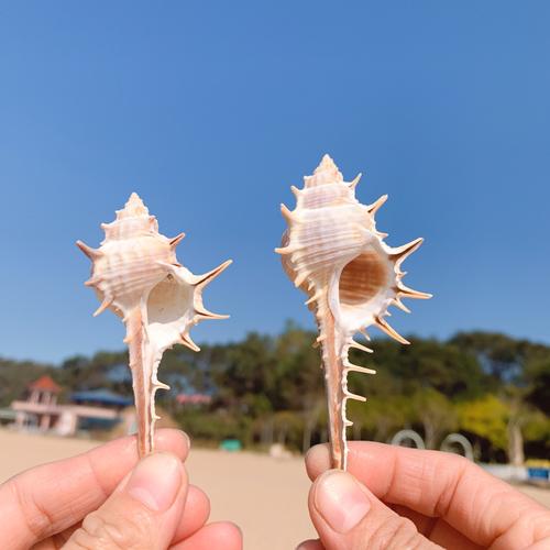 饰品造景摆件女巫骨螺天然海螺贝壳刺螺巫骨螺拍摄道具地台鱼缸装